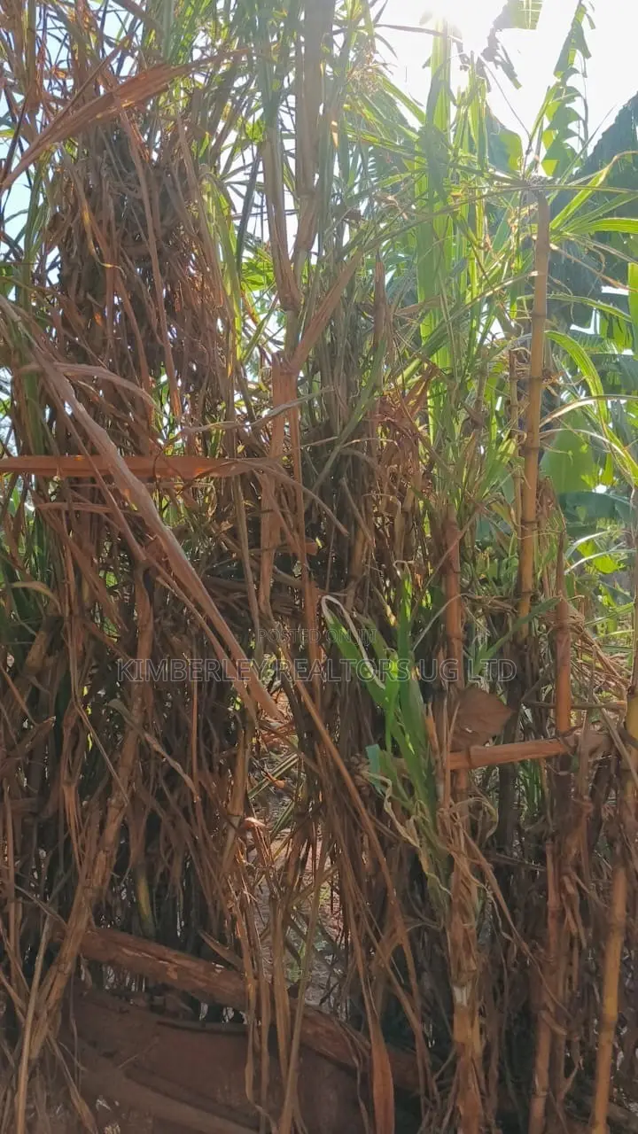 🔥🔥 35 Decimals of Prime Land for Sale in Kawempe Ttula! 🔥🔥