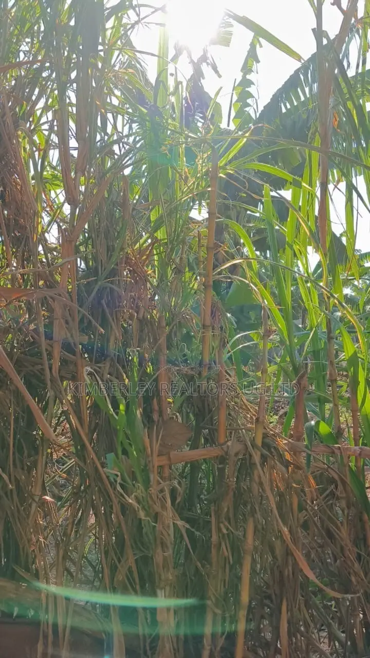 🔥🔥 35 Decimals of Prime Land for Sale in Kawempe Ttula! 🔥🔥