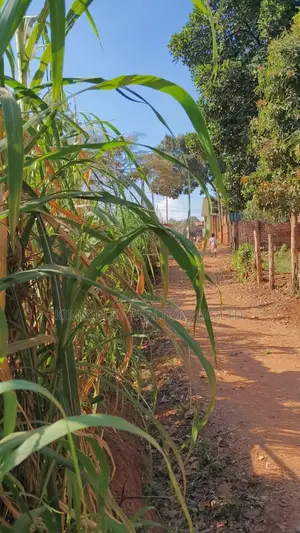 🔥🔥 35 Decimals of Prime Land for Sale in Kawempe Ttula! 🔥🔥