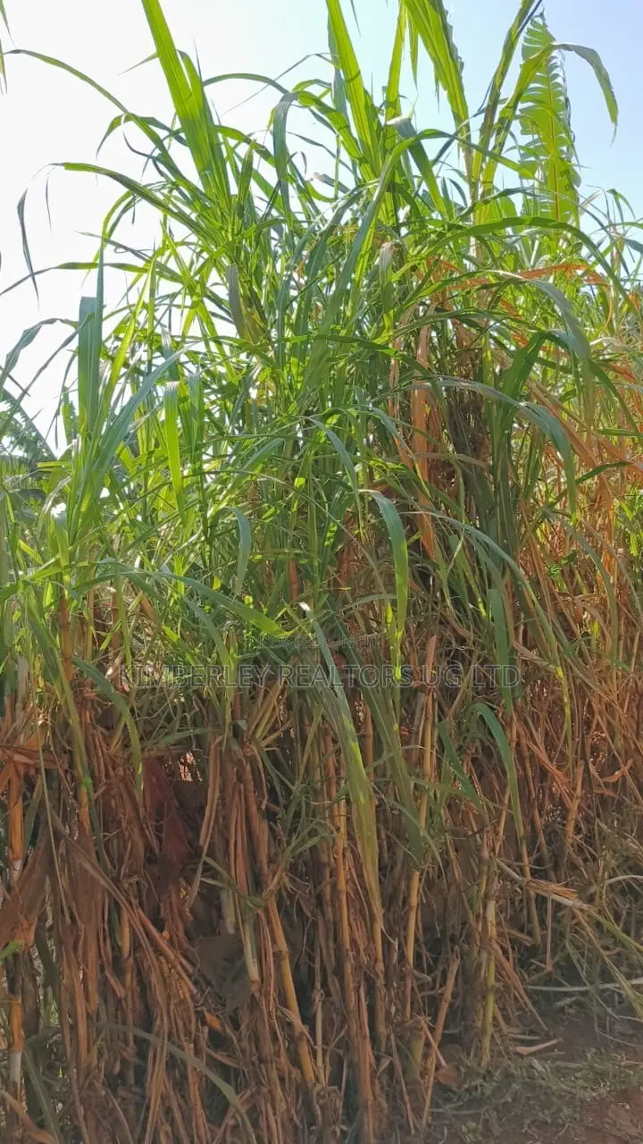🔥🔥 35 Decimals of Prime Land for Sale in Kawempe Ttula! 🔥🔥