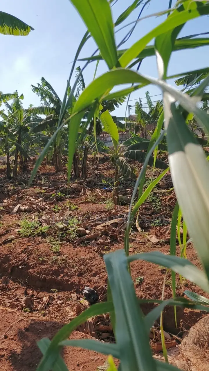 🔥🔥 35 Decimals of Prime Land for Sale in Kawempe Ttula! 🔥🔥