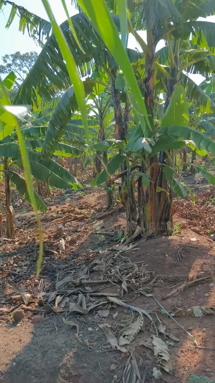 🔥🔥 35 Decimals of Prime Land for Sale in Kawempe Ttula! 🔥🔥