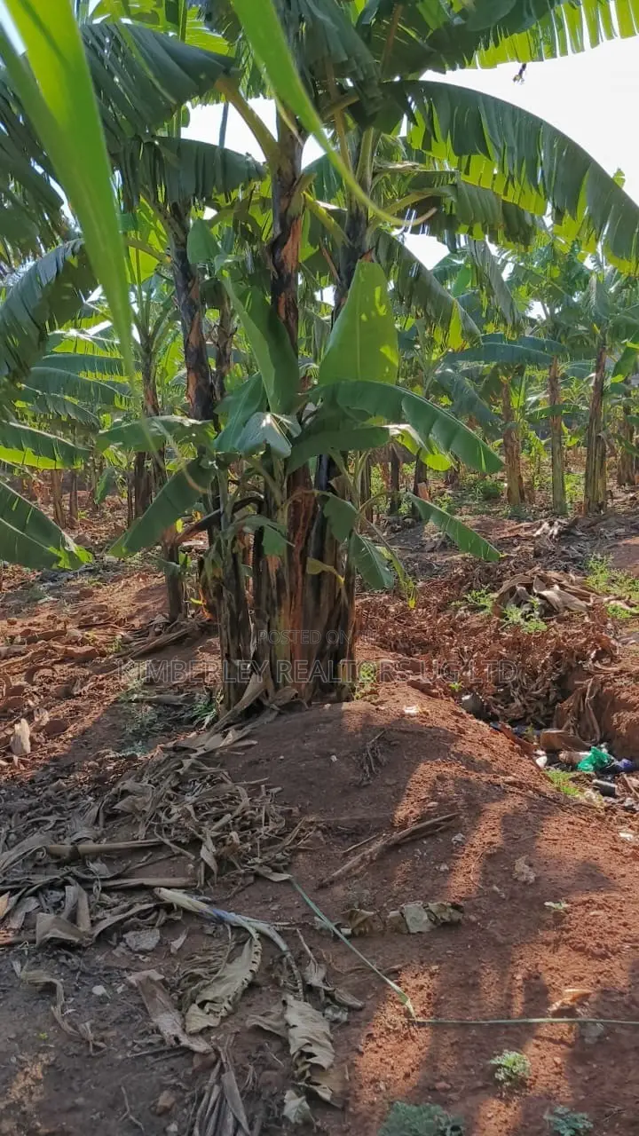 🔥🔥 35 Decimals of Prime Land for Sale in Kawempe Ttula! 🔥🔥