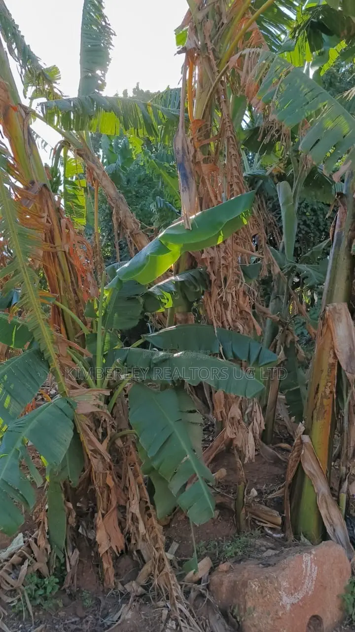 🔥🔥 15 Commercial Decimals of Prime Land for Sale in Kawempe Ttula! 🔥🔥