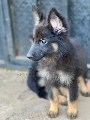 1-3 months Male Purebred German Shepherd