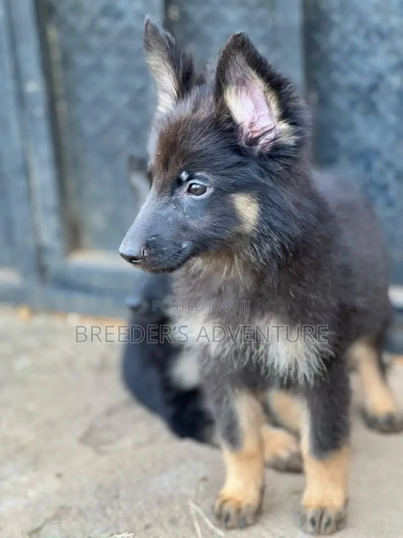 1-3 months Male Purebred German Shepherd