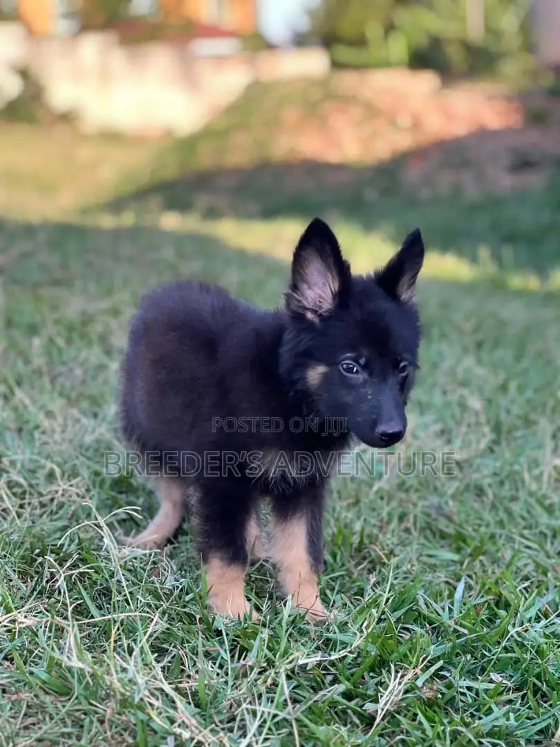 1-3 months Male Purebred German Shepherd