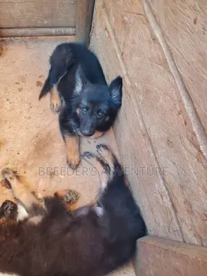 1-3 months Male Purebred German Shepherd