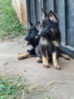 1-3 months Male Purebred German Shepherd