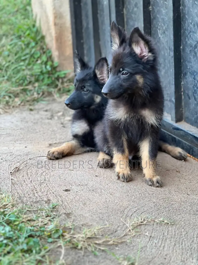 1-3 months Male Purebred German Shepherd