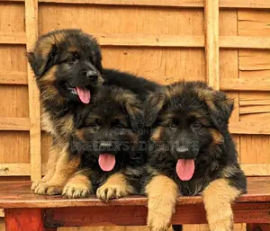 1-3 months Male Purebred German Shepherd
