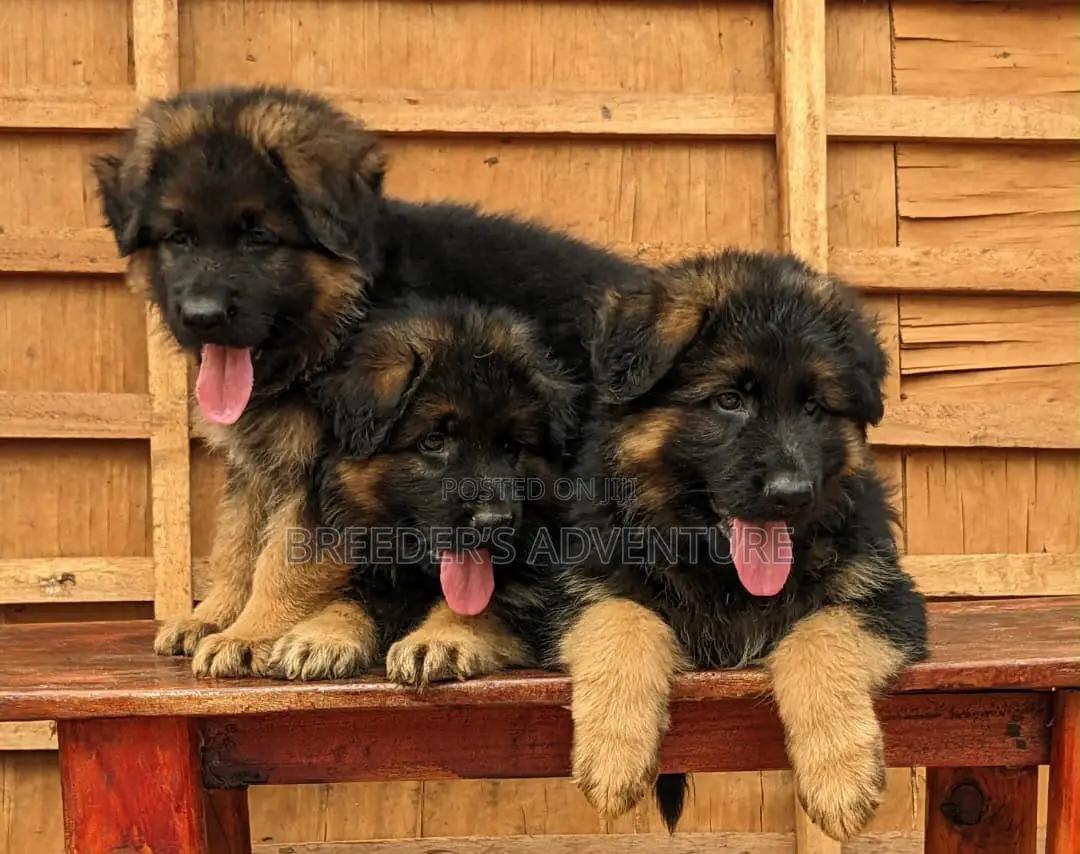 1-3 months Male Purebred German Shepherd