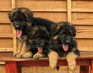1-3 months Male Purebred German Shepherd