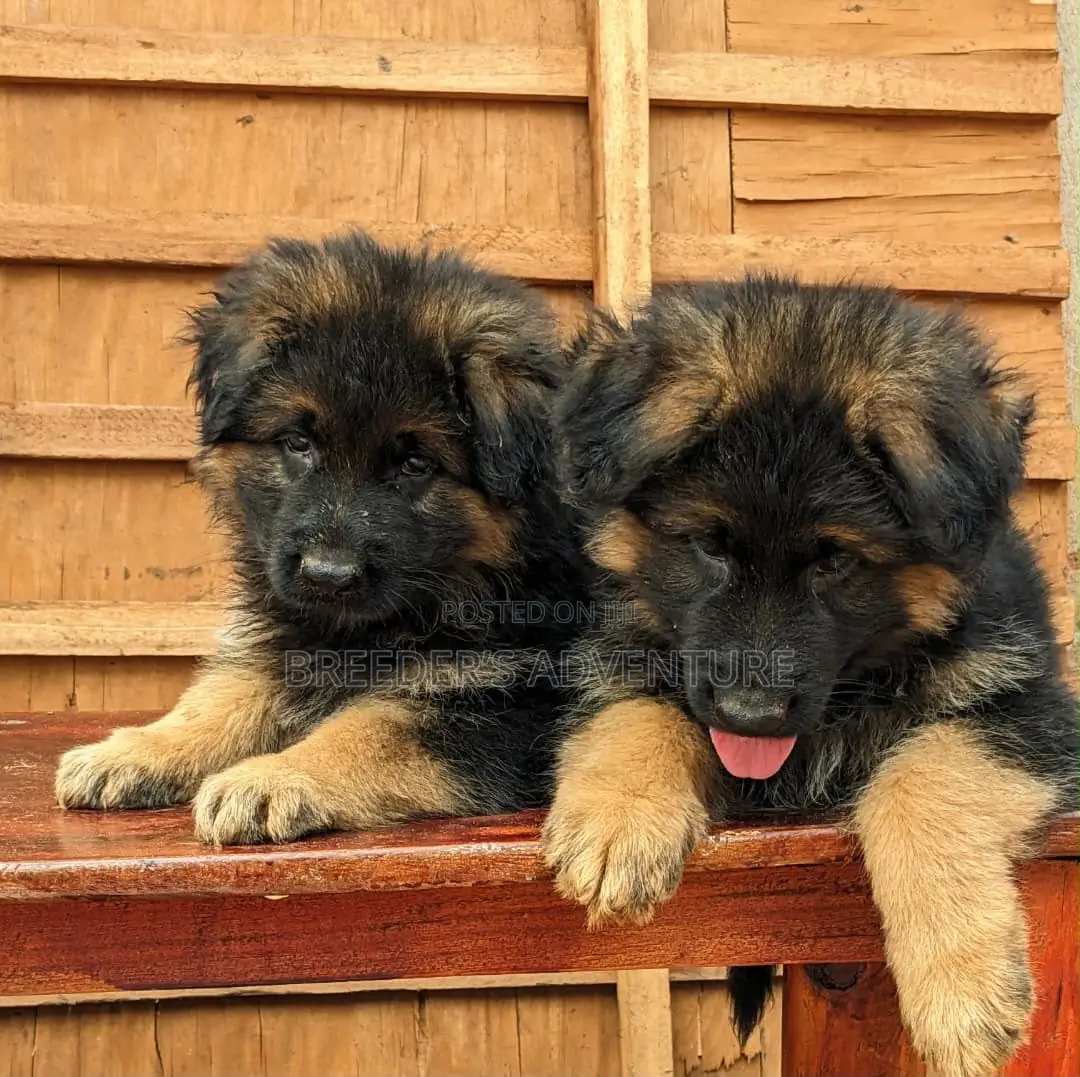 1-3 months Male Purebred German Shepherd