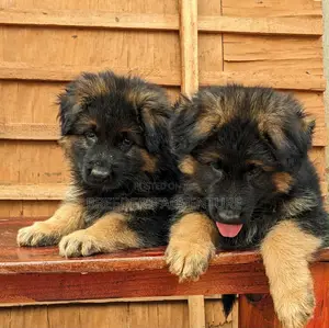 1-3 months Male Purebred German Shepherd