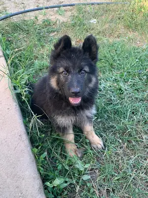 1-3 months Male Purebred German Shepherd