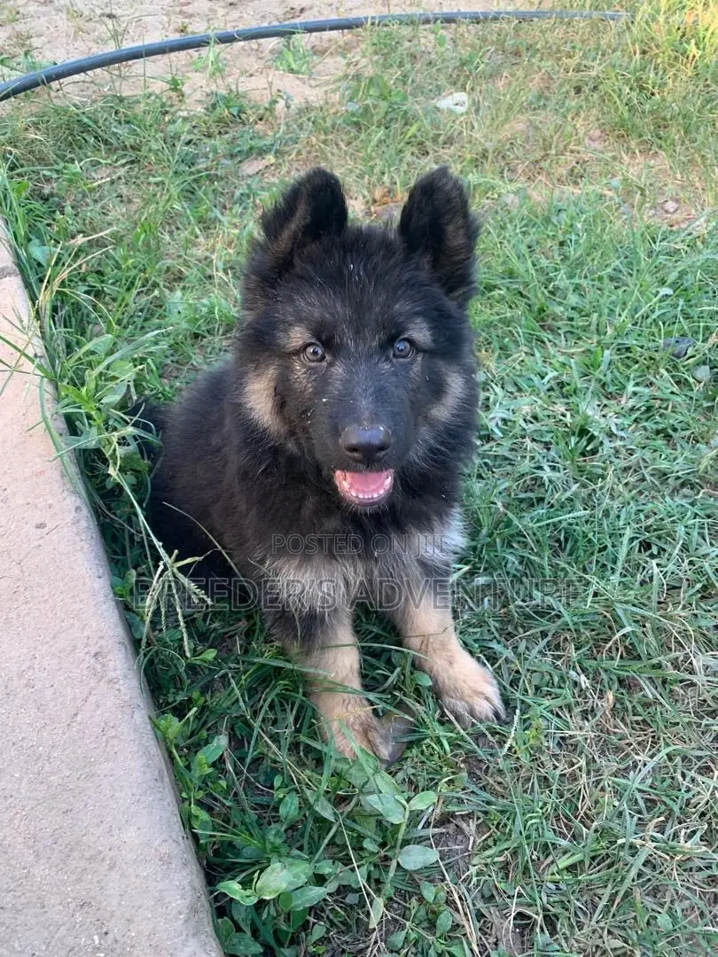 1-3 months Male Purebred German Shepherd