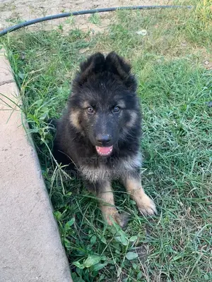 1-3 months Male Purebred German Shepherd