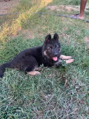 1-3 months Male Purebred German Shepherd