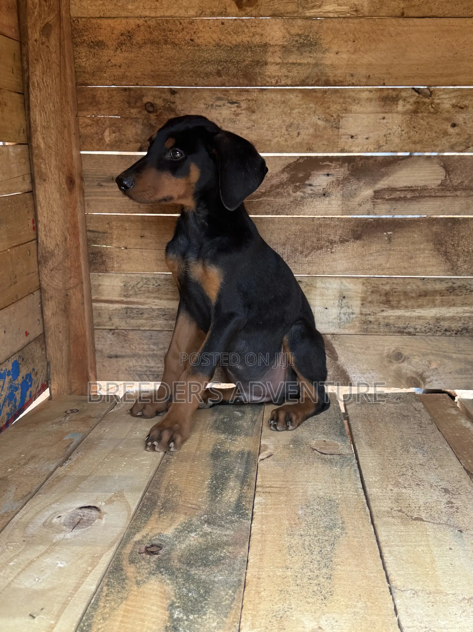 1-3 months Male Purebred Doberman Pinscher
