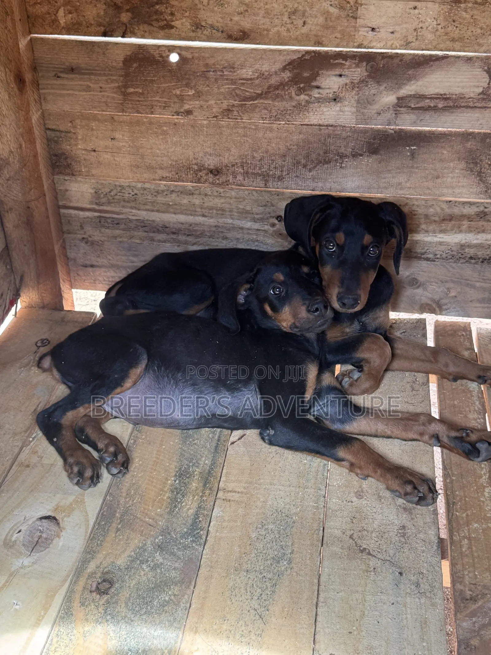 1-3 months Male Purebred Doberman Pinscher