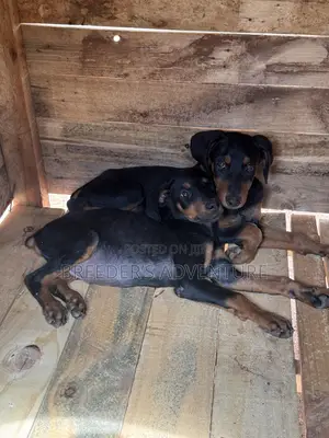 1-3 months Male Purebred Doberman Pinscher