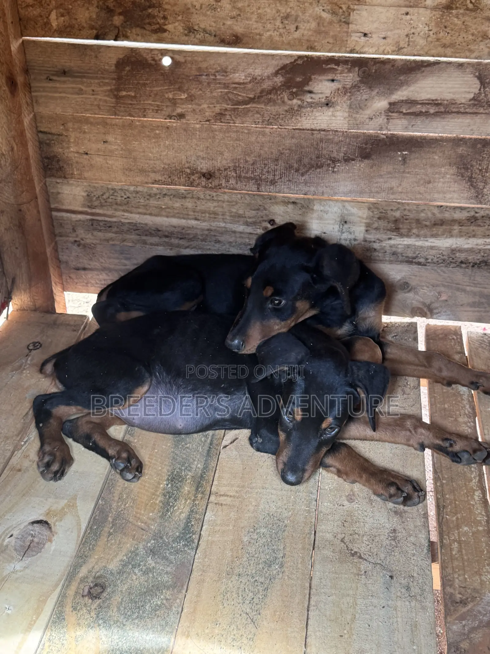 1-3 months Male Purebred Doberman Pinscher