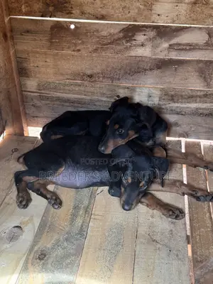 1-3 months Male Purebred Doberman Pinscher