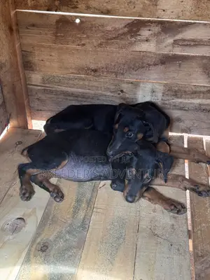 1-3 months Male Purebred Doberman Pinscher