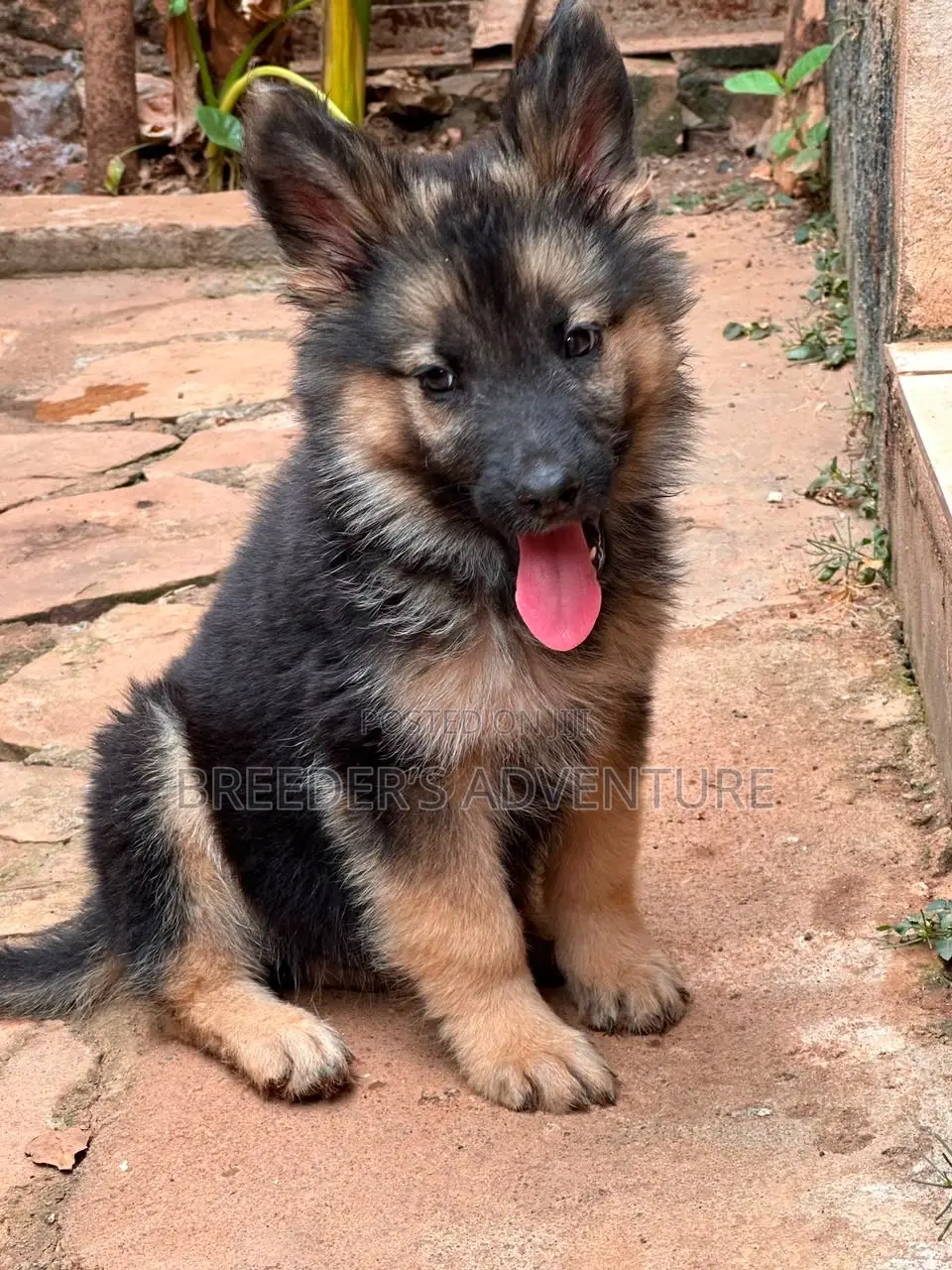 1-3 months Female Purebred German Shepherd