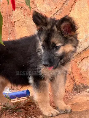 1-3 months Female Purebred German Shepherd