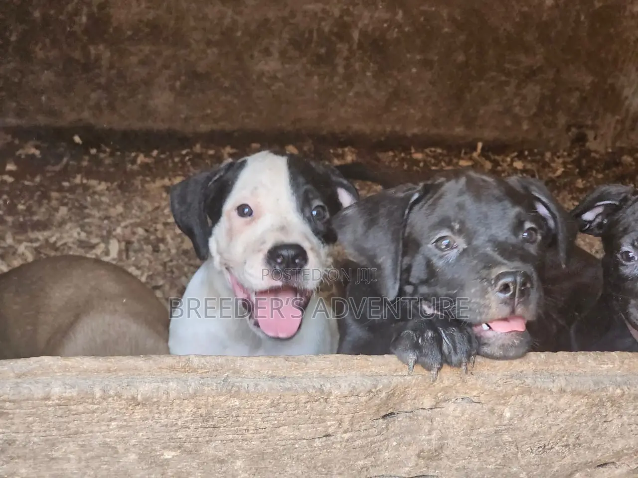 1-3 months Male Purebred American Pit Bull Terrier