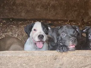 1-3 months Male Purebred American Pit Bull Terrier