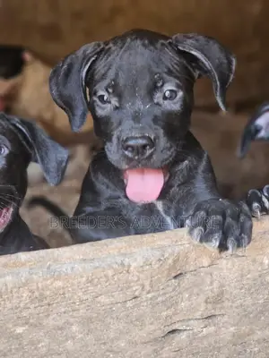1-3 months Male Purebred American Pit Bull Terrier