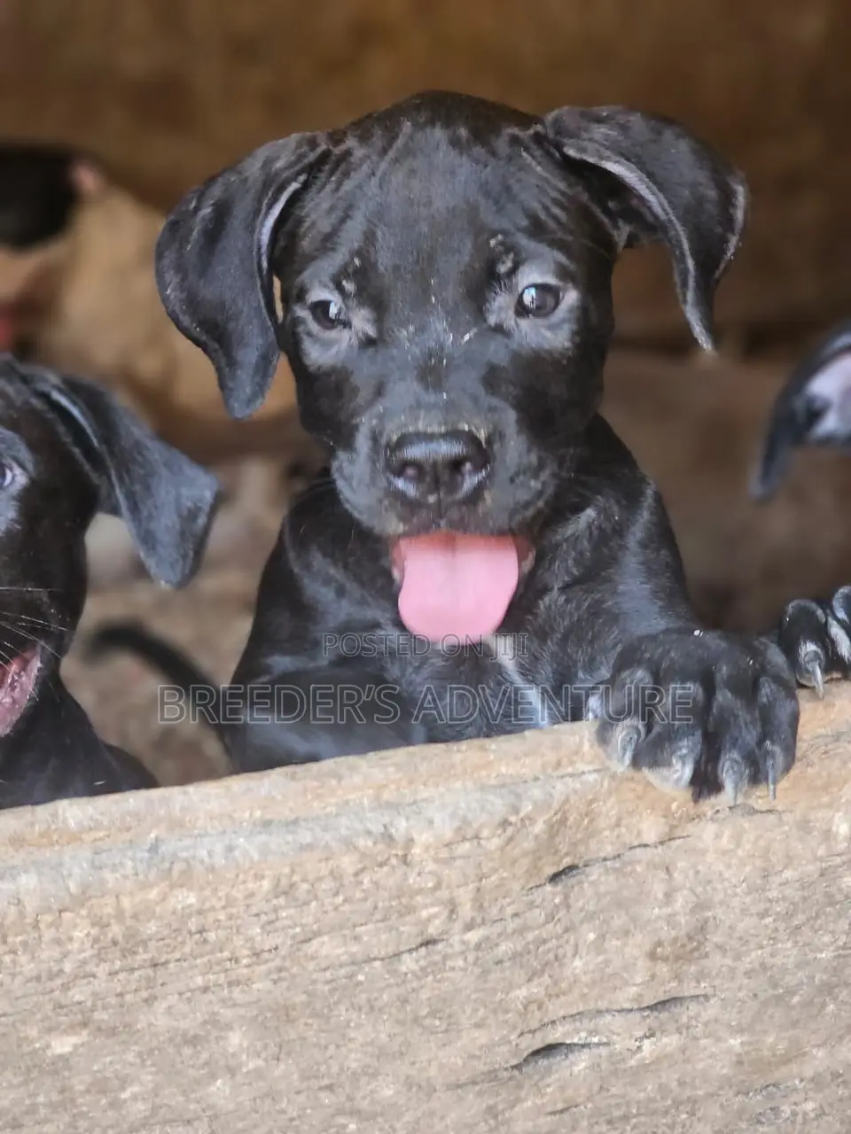 1-3 months Male Purebred American Pit Bull Terrier