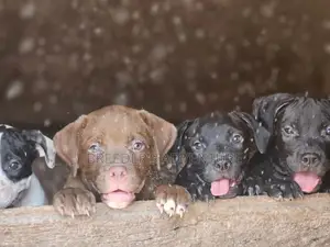 1-3 months Male Purebred American Pit Bull Terrier