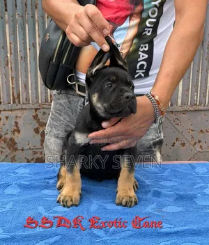 1-3 months Male Purebred Cane Corso