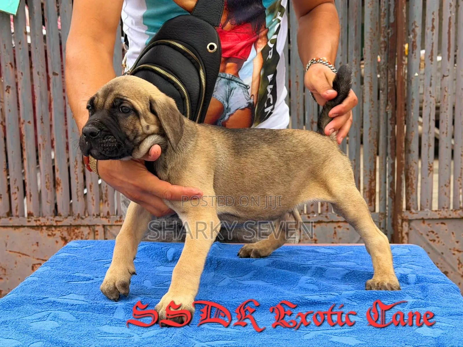 1-3 months Male Purebred Cane Corso