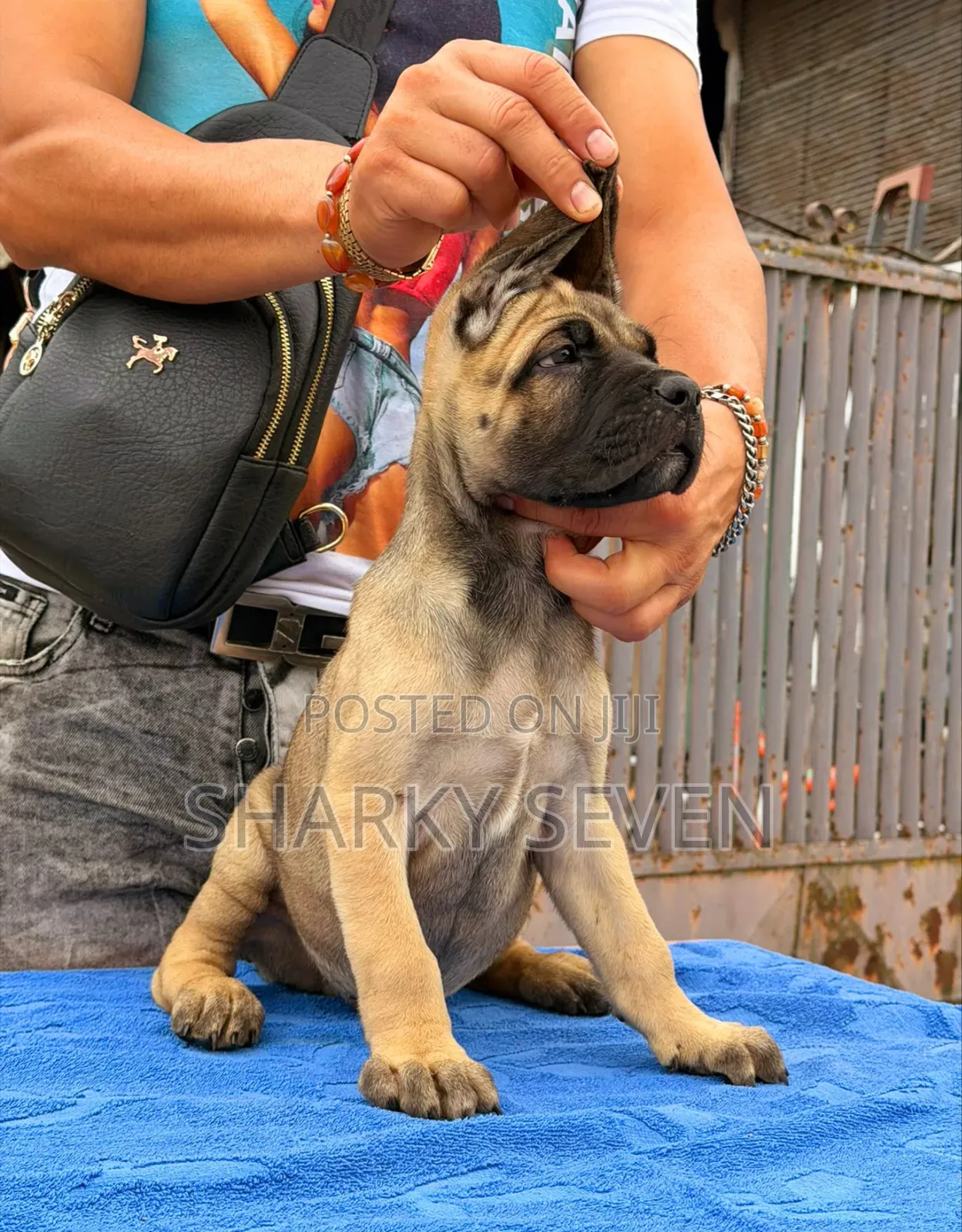 1-3 months Male Purebred Cane Corso