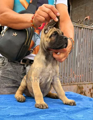 1-3 months Male Purebred Cane Corso