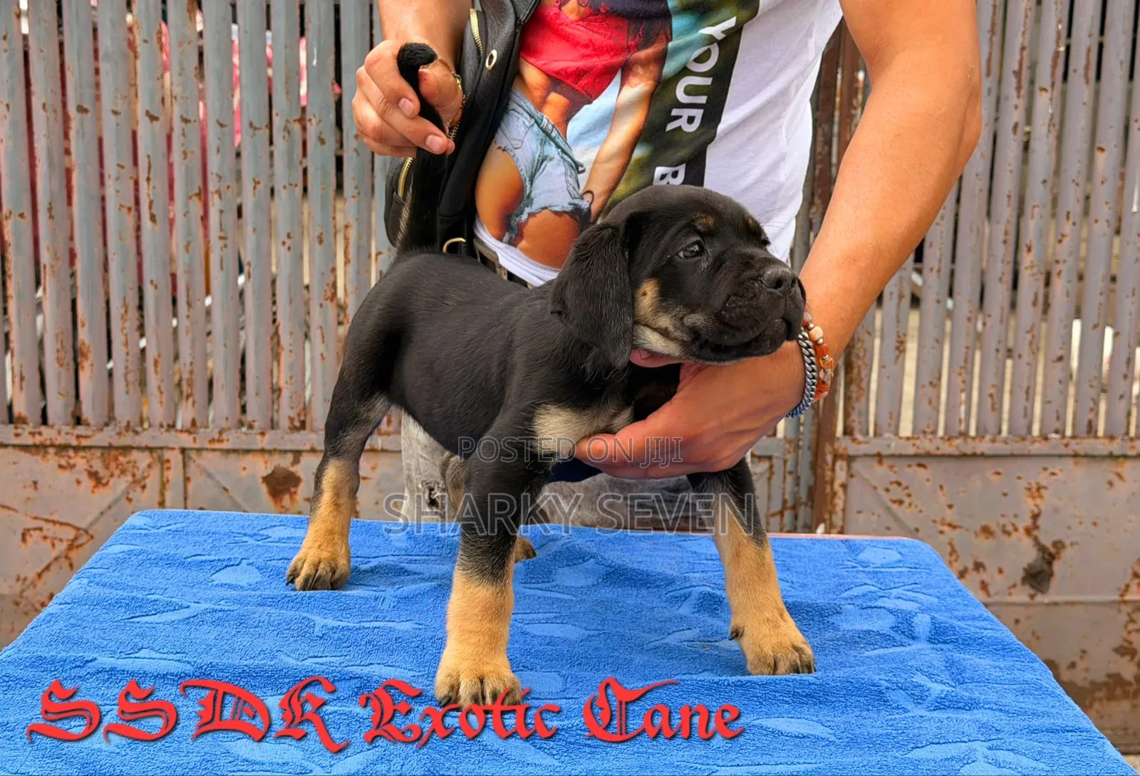1-3 months Male Purebred Cane Corso
