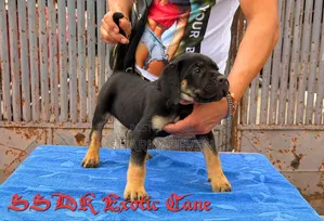 1-3 months Male Purebred Cane Corso