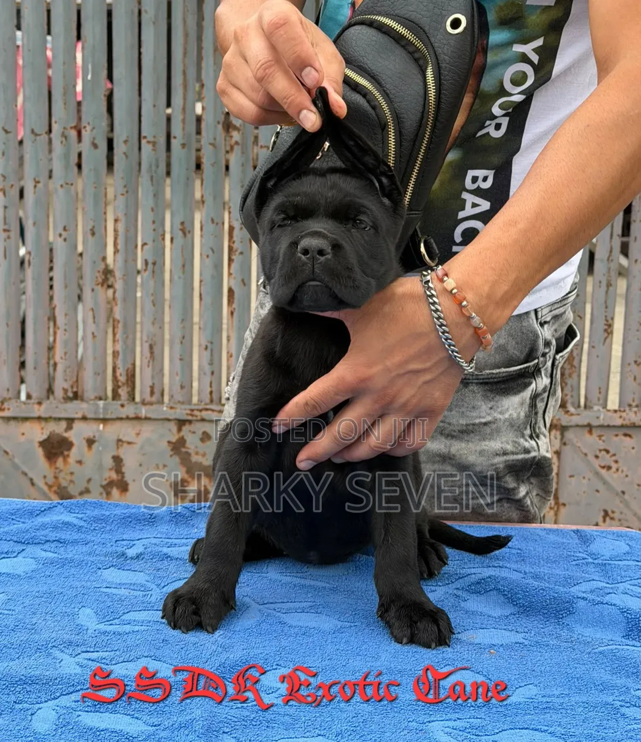 1-3 months Male Purebred Cane Corso