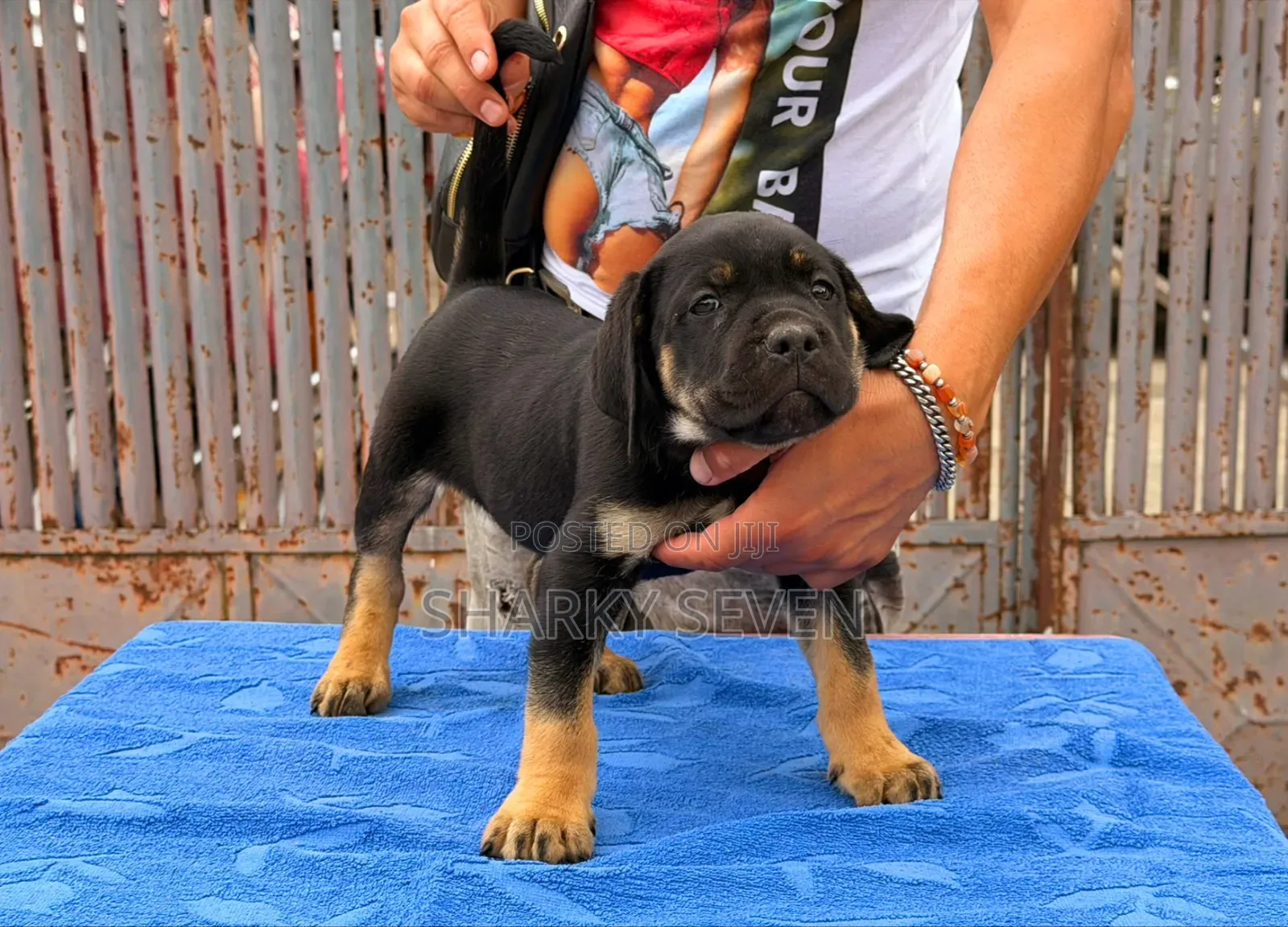 1-3 months Male Purebred Cane Corso