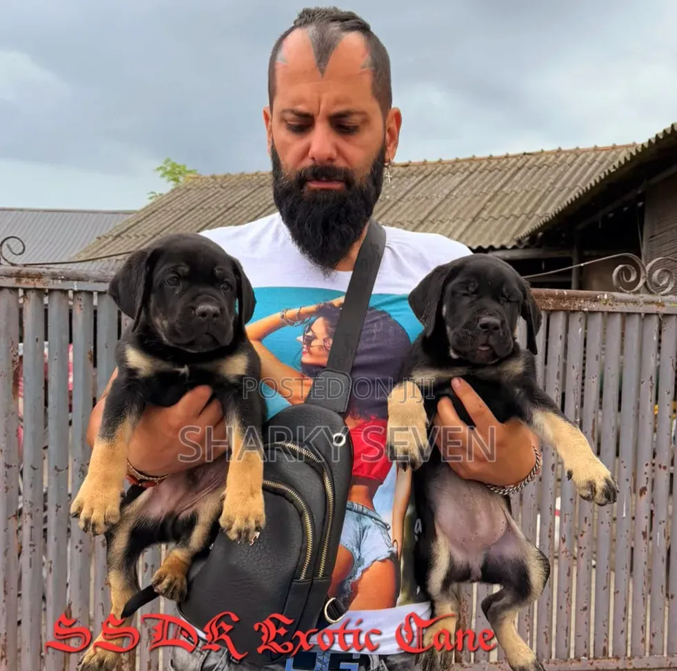 1-3 months Male Purebred Cane Corso