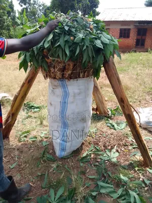 Cassava Uganda.