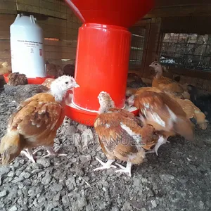 Bbrooded Chicks