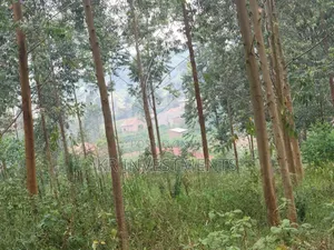 6.4 Acres of Land at 200M Each Found in Mukono Kasangalabi