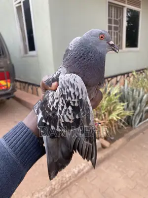 Indigenous Pigeons