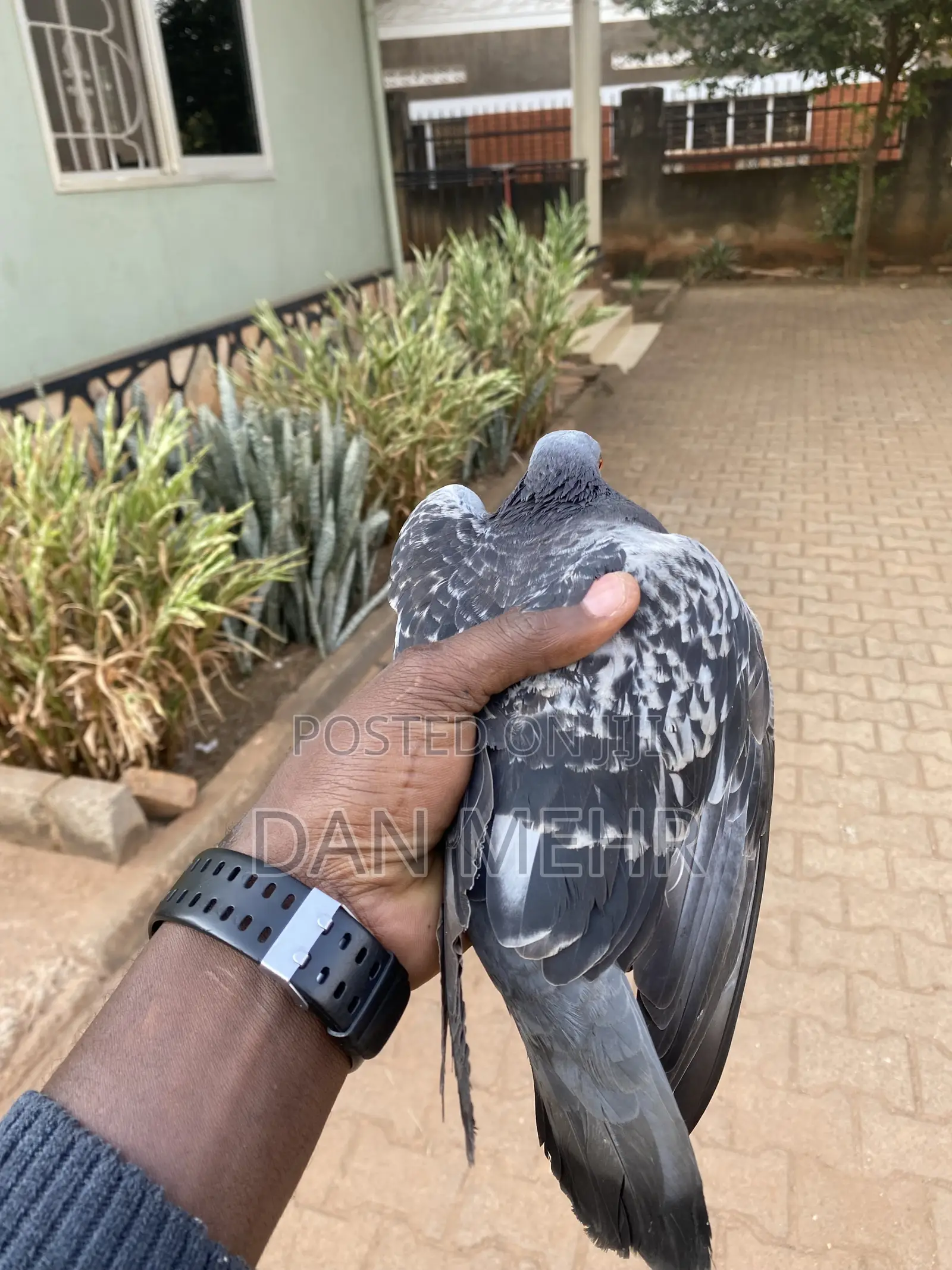 Indigenous Pigeons